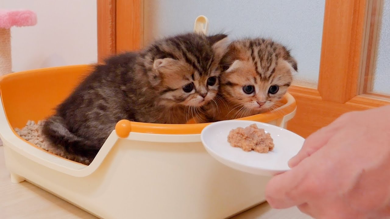 Когда я принес еду котенку, который был поглощен притворной борьбой...
