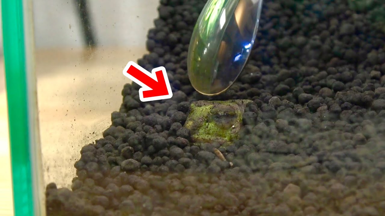 2週間に1回飼い主に掘り起こされる生物