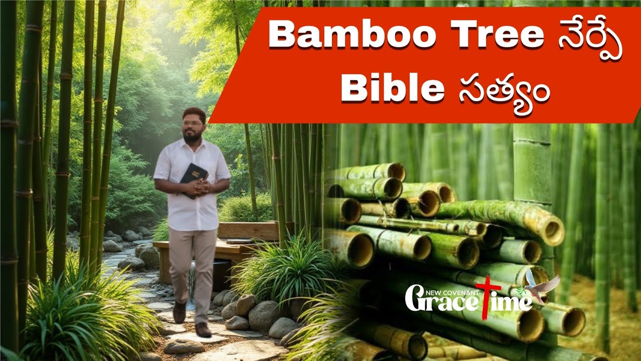 Bamboo tree | Grace time | 24 Feb 26, Tues | Brother Manohar | Waiting period 