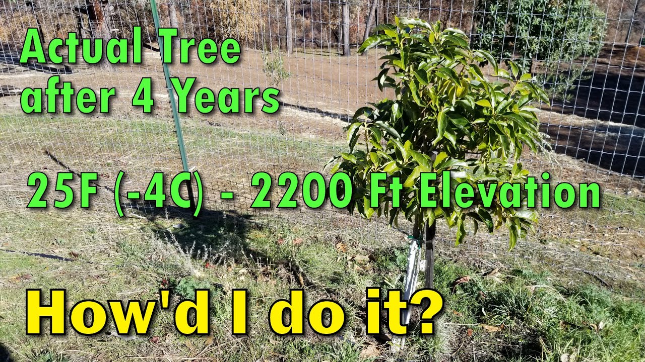 Cold Hardy Joey Avocado Tree (Grown in Cold Climate) -  4 Year Update