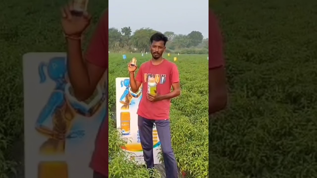 #alecto #ceasemite #agriculture #indofill #indolizer #dammu #Hokori #chillicrop #chilli #chillifield