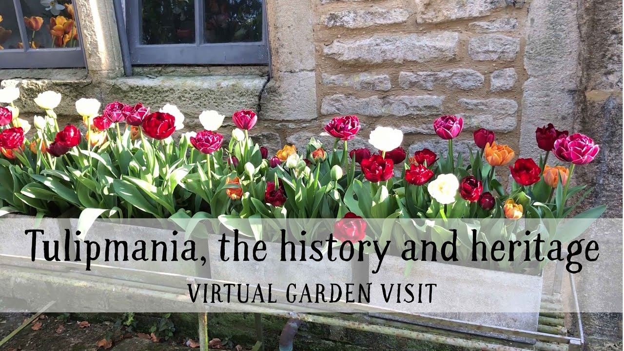 Blackland House: tulipmania, the history and heritage