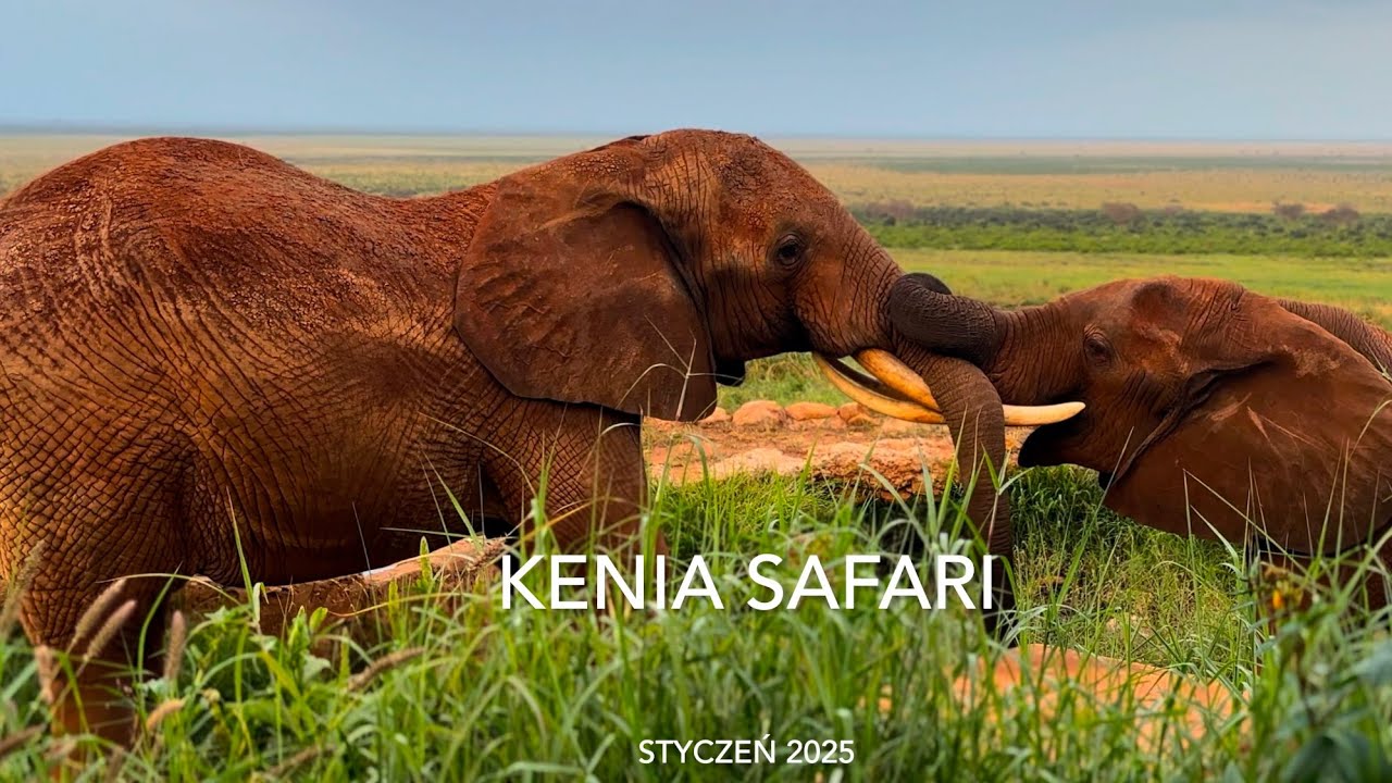 Kenia - Safari 2025, Śniegi Kilimandżaro