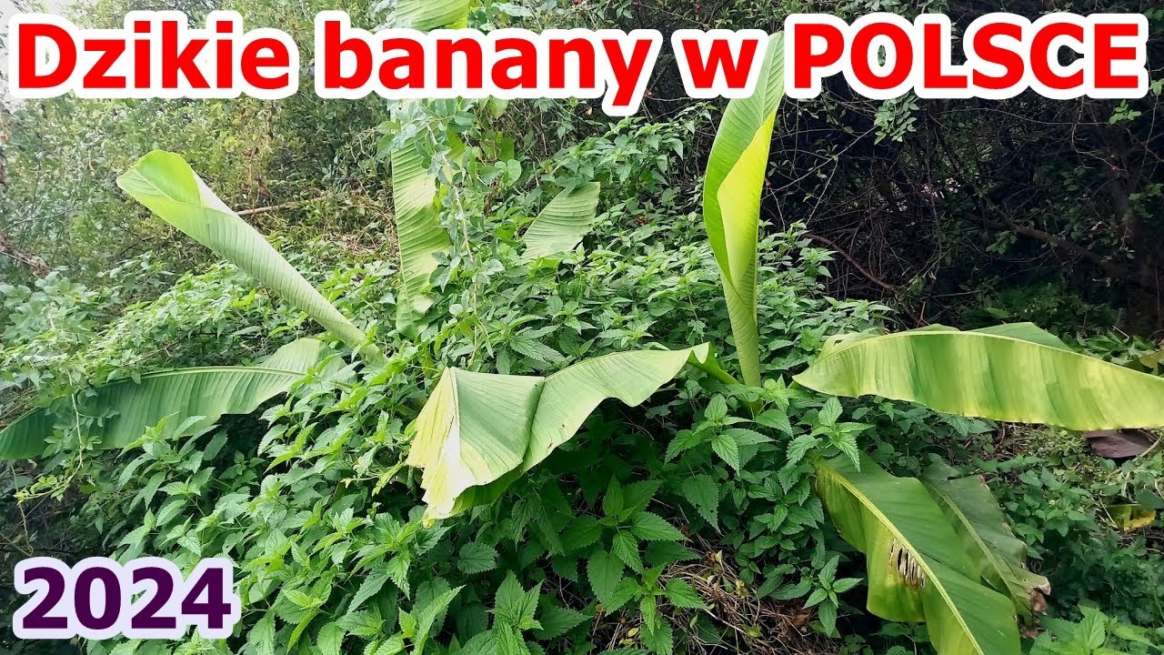 Dzikie banany w POLSCE rosną w pokrzywach