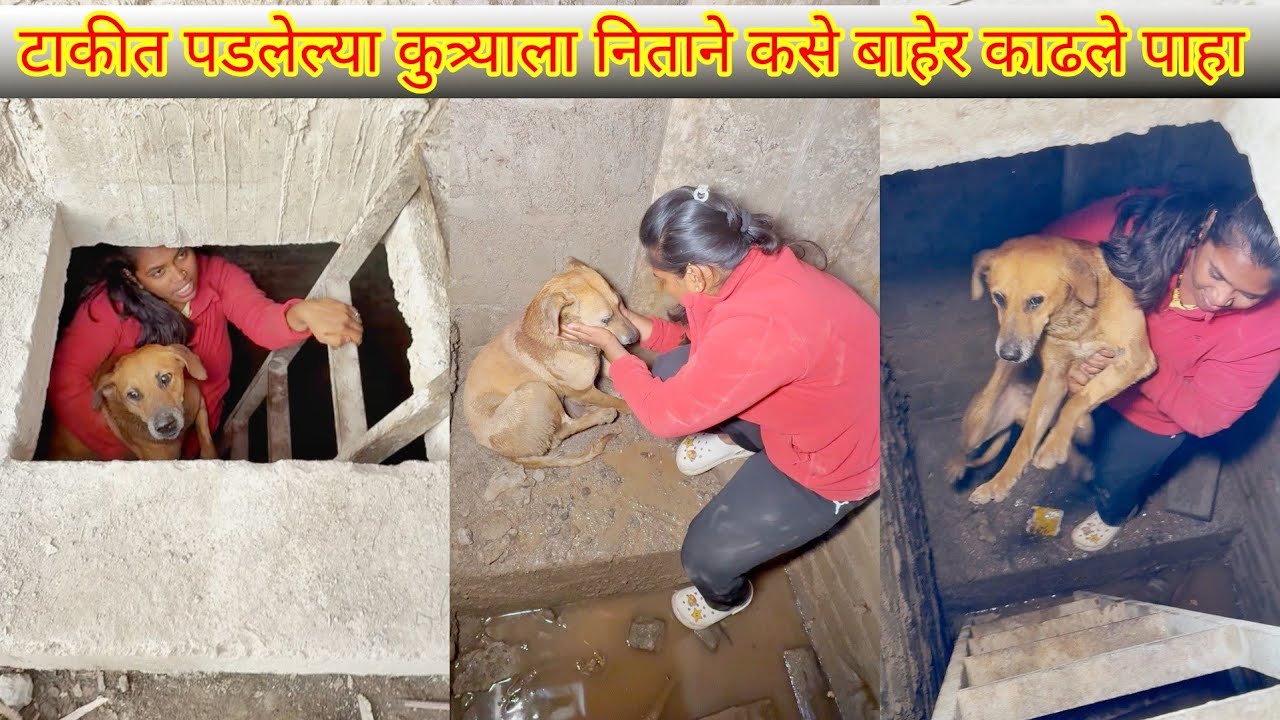 😱🐍🐕टाकीमध्ये पडलेल्या कुत्र्याला निताने कशा पद्धतीने बाहेर काढले पाहा😳😱
