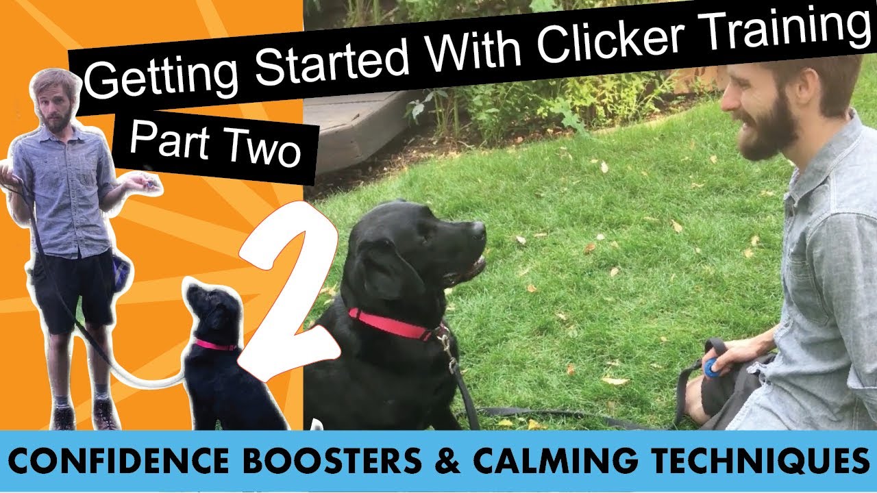 Getting Started With Clicker Training - Part Two - Confidence Building  & Impulse Control