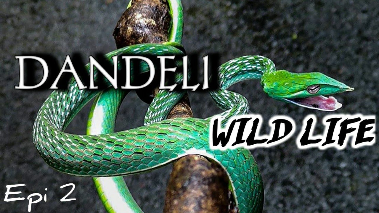 Dandeli -WILD LIFE SANCTUARY Jungle Safari ; Epi.2