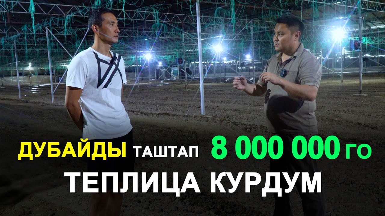 Сколько времени и денег уйдёт на постройку теплицы в Кыргызстане для помидоров и огурца? Күнөскана