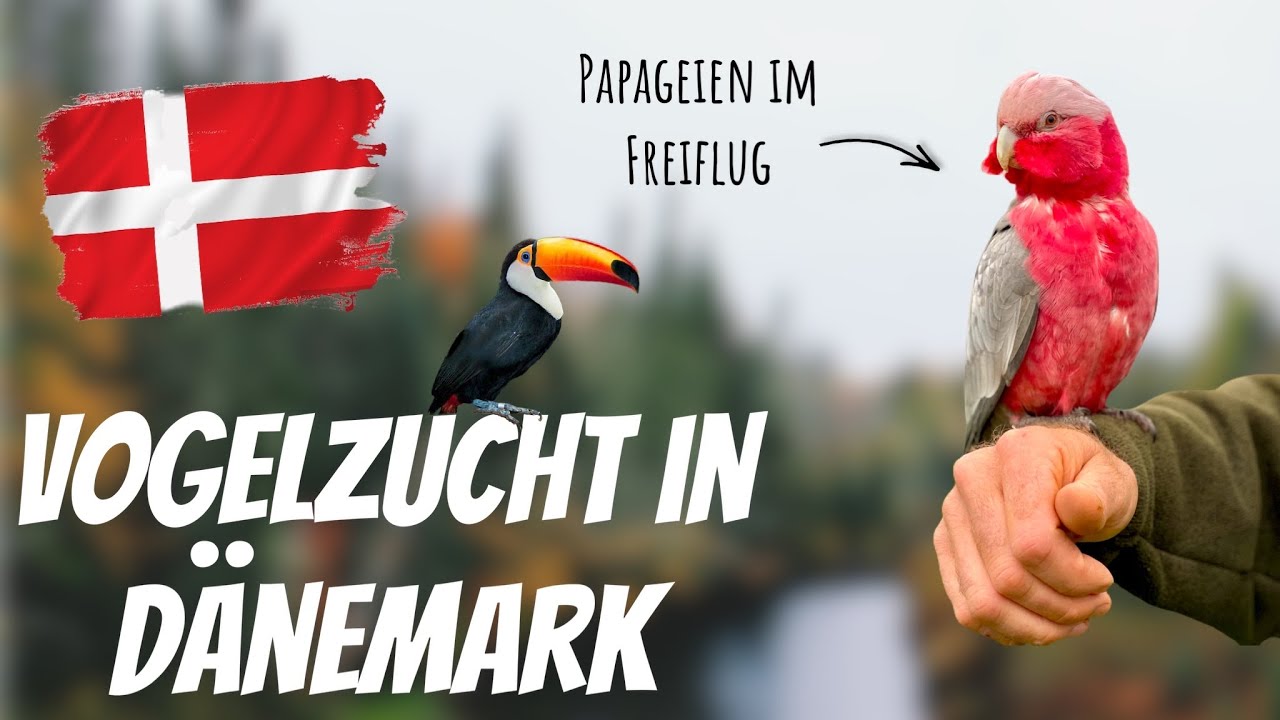 Papageien im Freiflug - Tropische Vögel in Skandinavien - Free flight Parrots in Scandinavia
