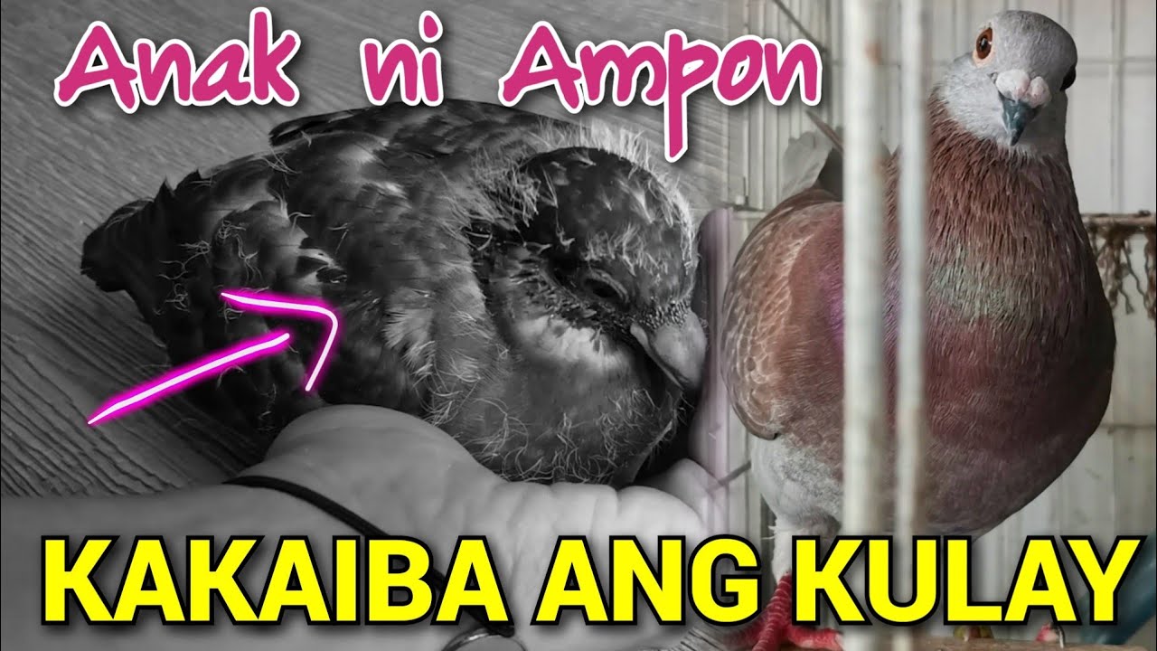 KAKAIBA ANG KULAY NG ANAK NI AMPON (Kalapati Girl Ph)