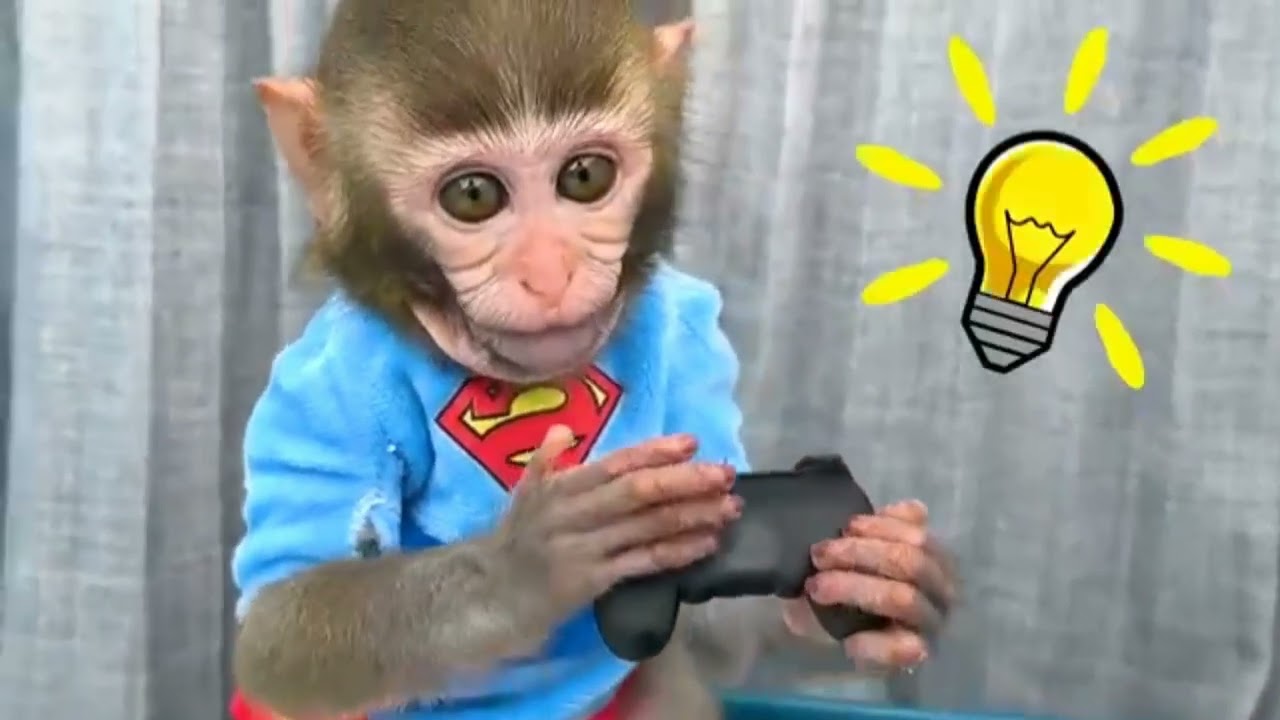 Monkey Baby Bon Bon oes to the toiletand plays with Ducklings in the swimmin... 