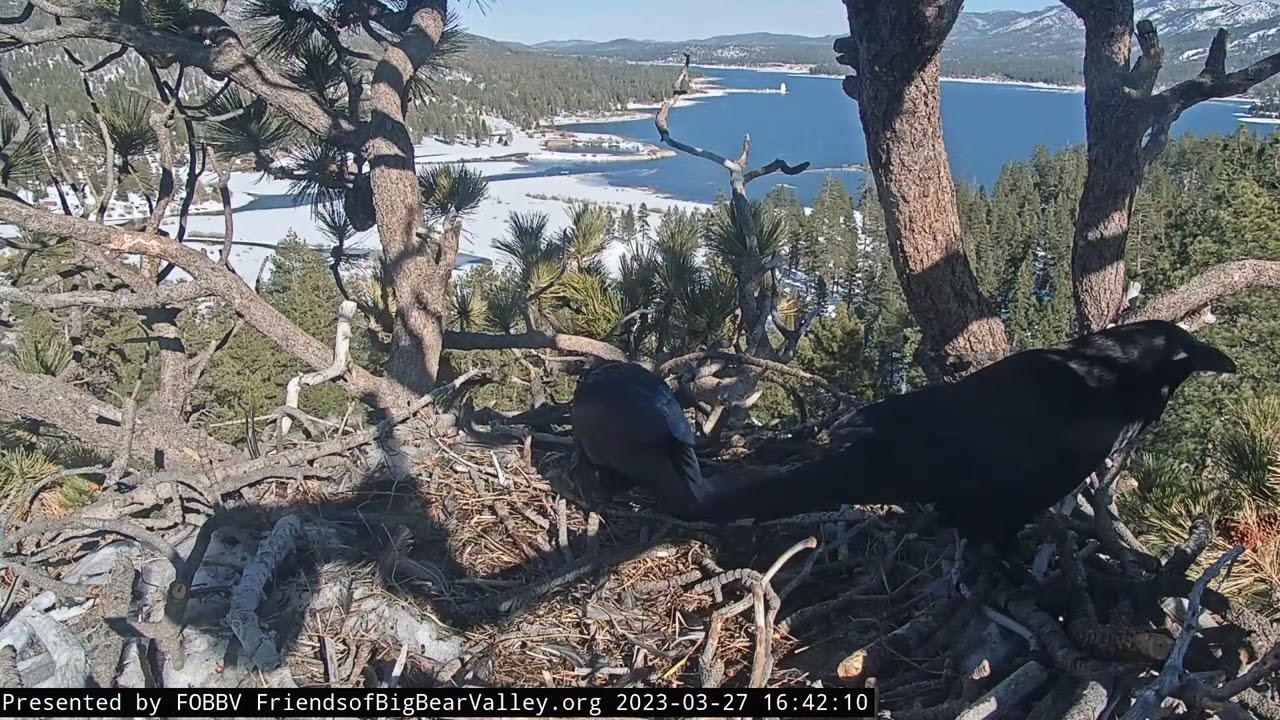 КРУКИ. ГНІЗДО БІЛОГОЛОВОГО ОРЛАНА. КАЛИФОРНИЯ. США 28-3-23-RAVEN. BALD EAGLE'S NEST. BIG BEAR. USA