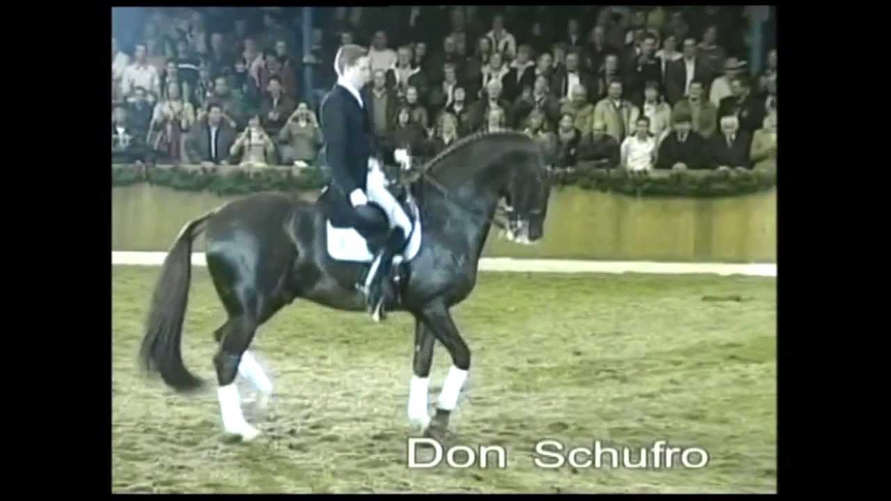 Schockemoehle Hengstkollektion 2014 Don Schufro deutsch
