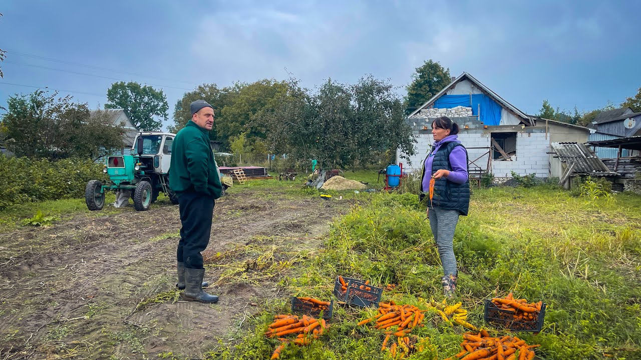 Rainy Autumn In a Ukrainian Village: harvesting with a tractor, preparing for winter