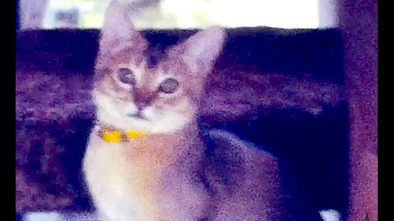 Home Movie New Kitten!