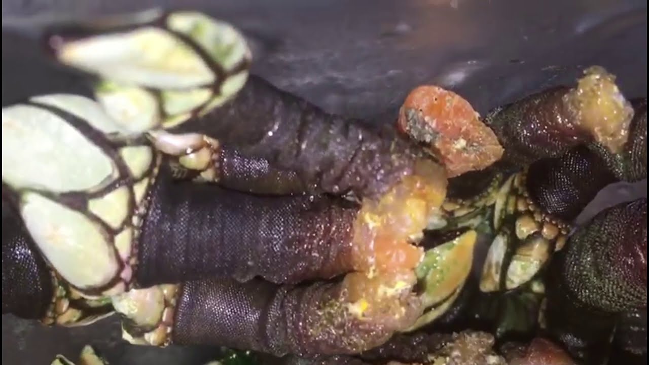 Como preparar Percebes