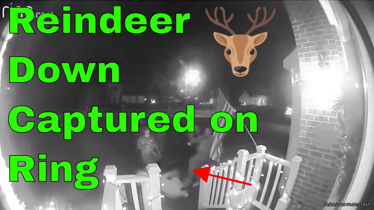 funny #Ring video Reindeer Down! by #mikerose #kona2max