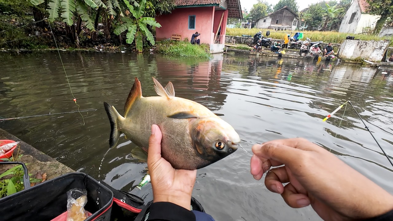 Mancing Borongan Rp 4 Juta Bawal Mantap Umpan Gorengan