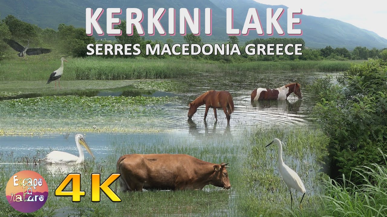 4K Λίμνη Κερκίνη Σέρρες - Kerkini Lake National Park Greece - Υδροβιότοπος Κερκίνης