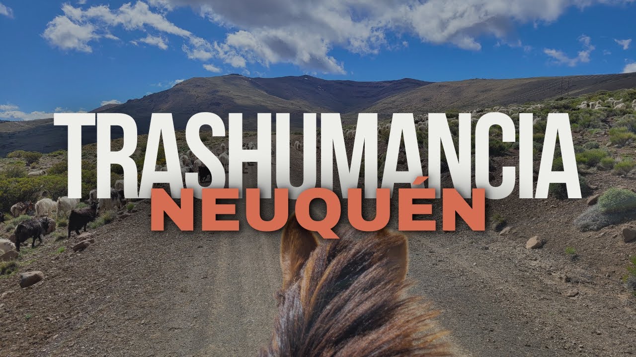#Trashumancia en el Norte Neuquino