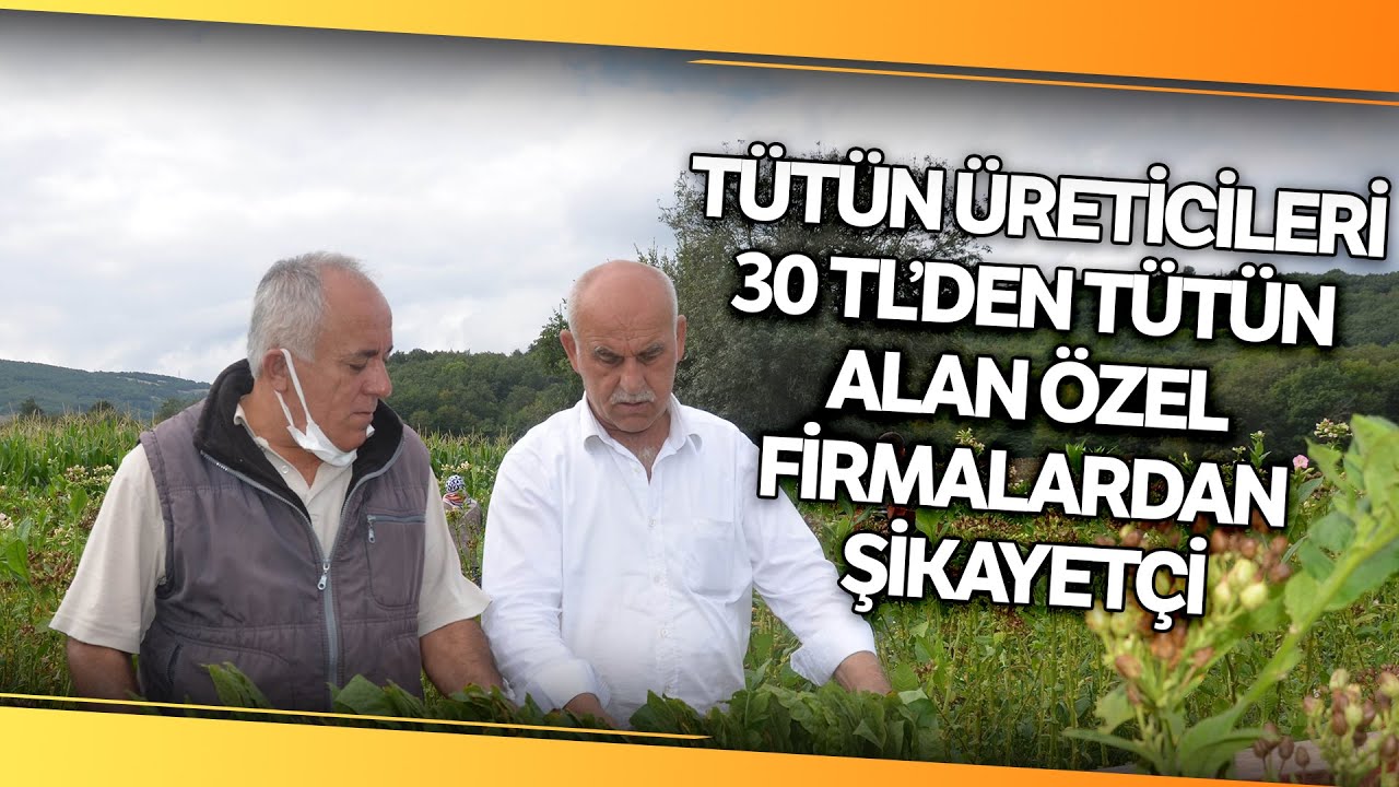 Tütün Üreticileri 30 TL’den Tütün Alan Özel Firmalardan Şikayetçi