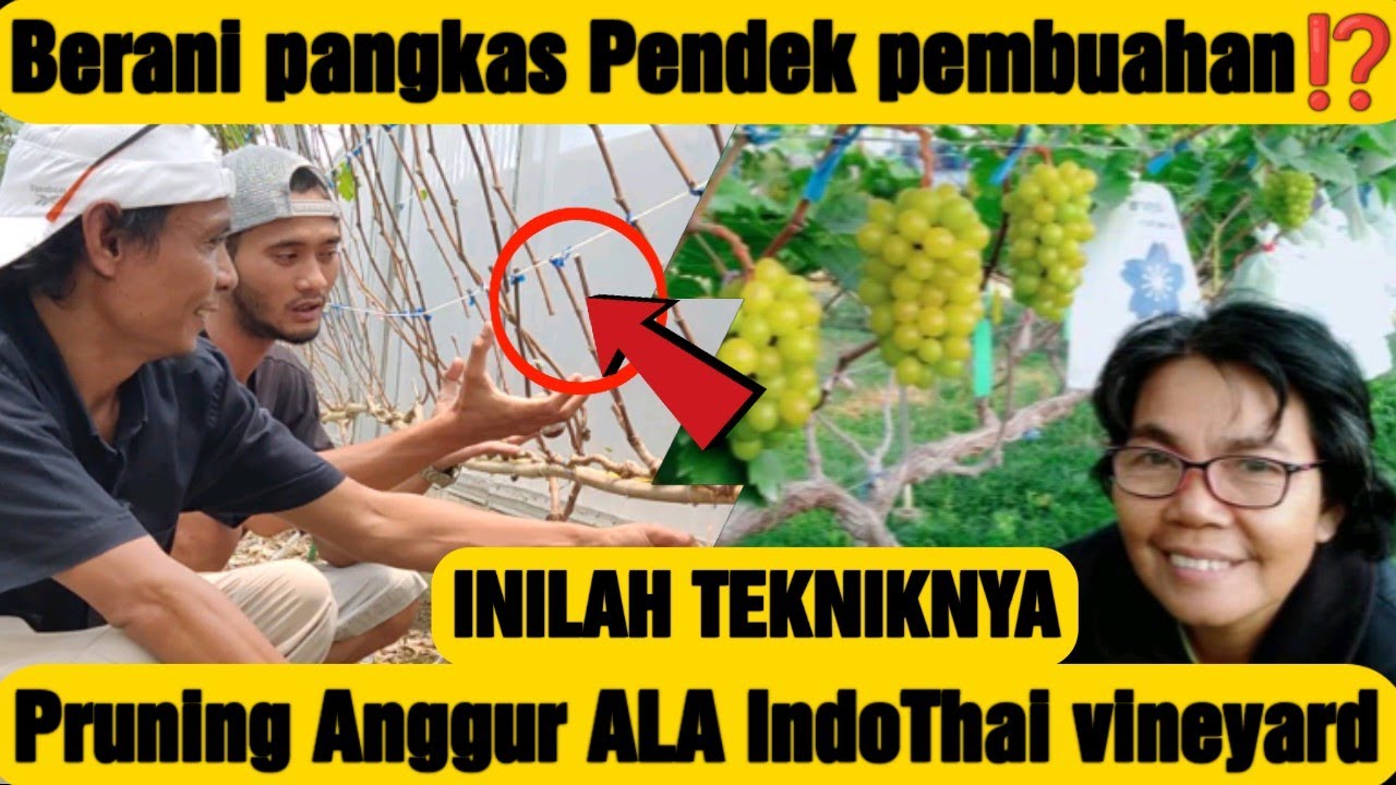 Cara Pangkas Pembuahan Anggur Teknik Yang di Ajarkan Ibu Badariyah IndoThai Vineyard