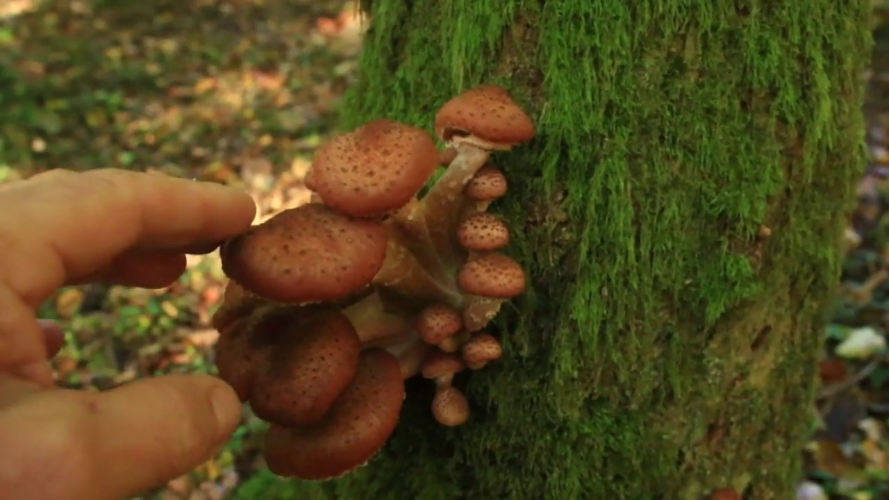 Enchanted Wild Food Forest
