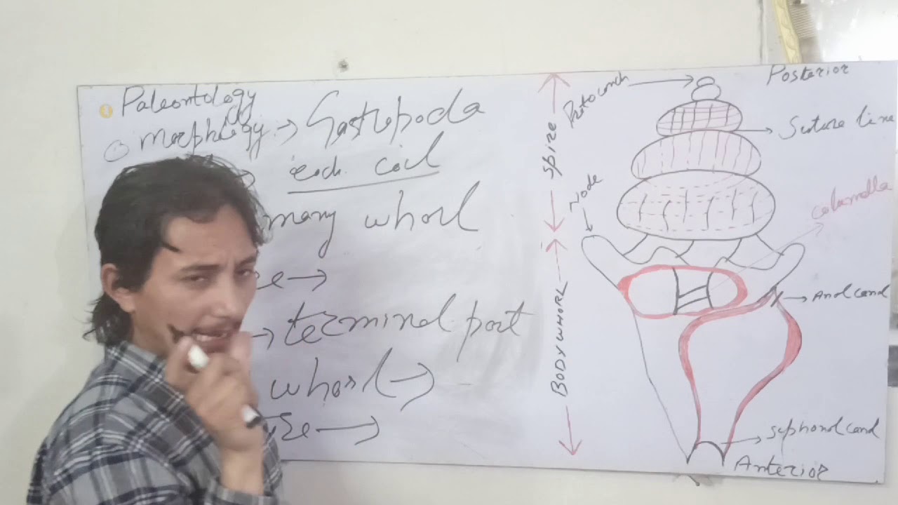 Geology: Lecture 4: Mollusca: Gastropoda