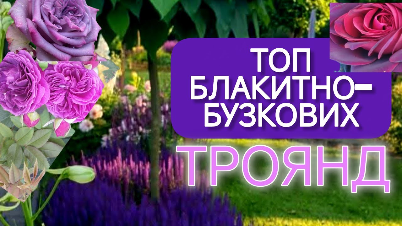 Блакитні троянди існують? ТОП-10 магічних бузкових сортів, які змінять ваш сад