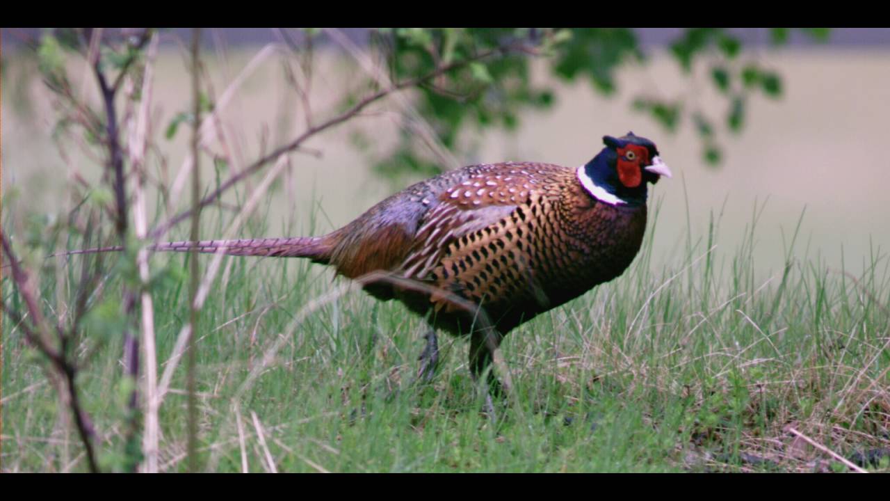 FASANTUPP - COOK PHEASANT