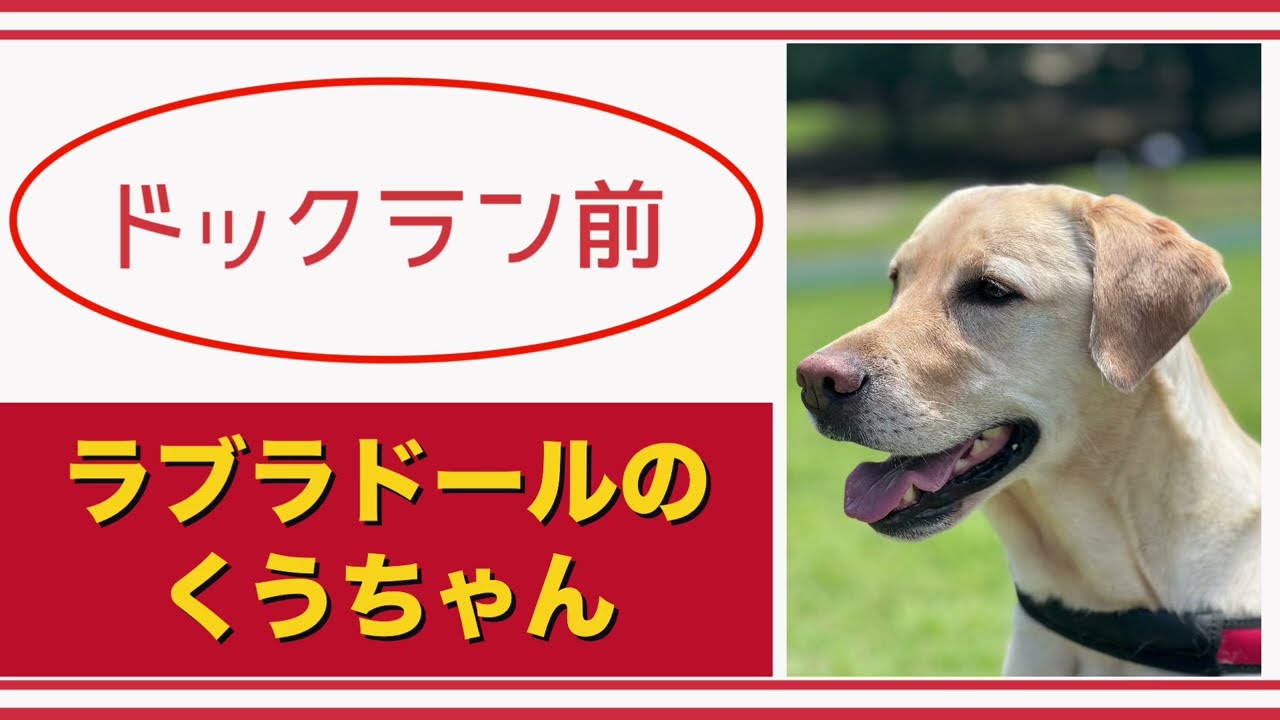 【#ラブラドール  】ドックラン前【#labradorretriever    】