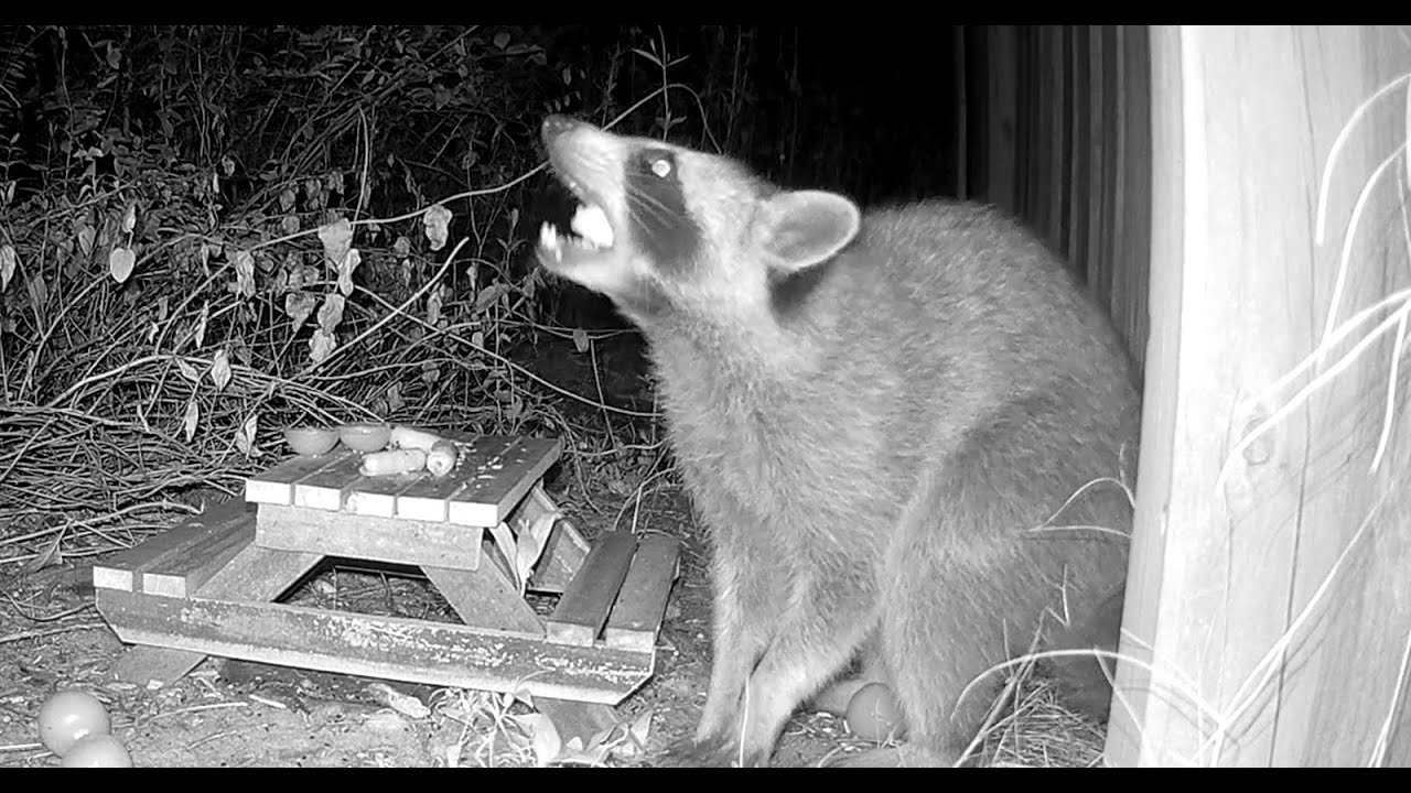 Late July 2025 (Raccoon Picnic, Mouse, Opossum)