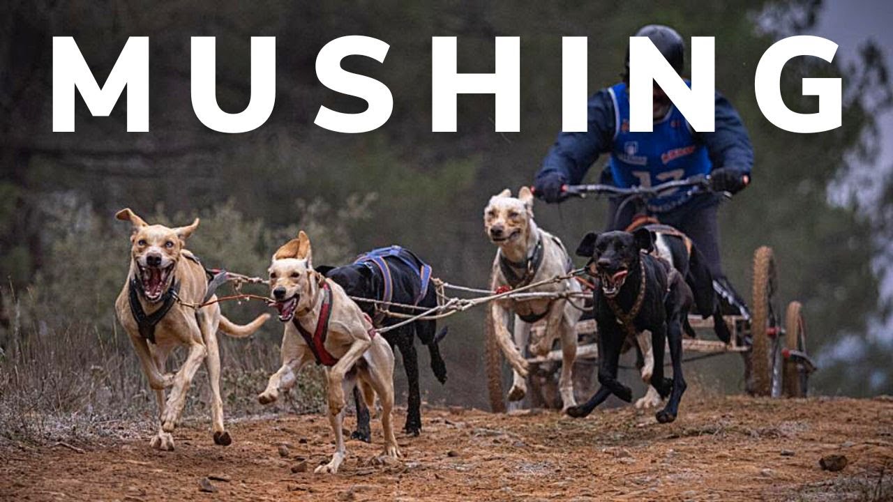 COPA de ESPA&Ntilde;A de MUSHING TERRA 2022