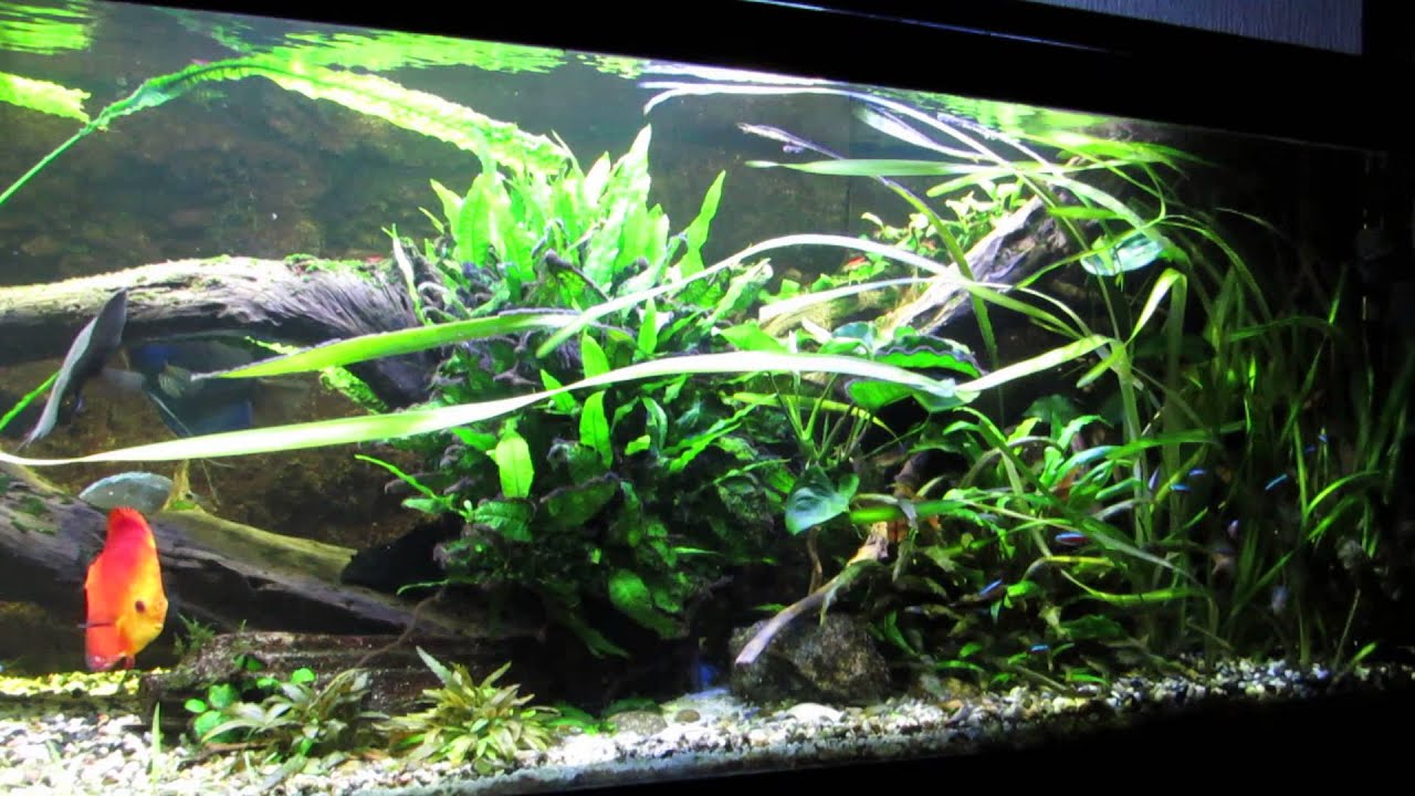 Akvarie planter og brug af CO2