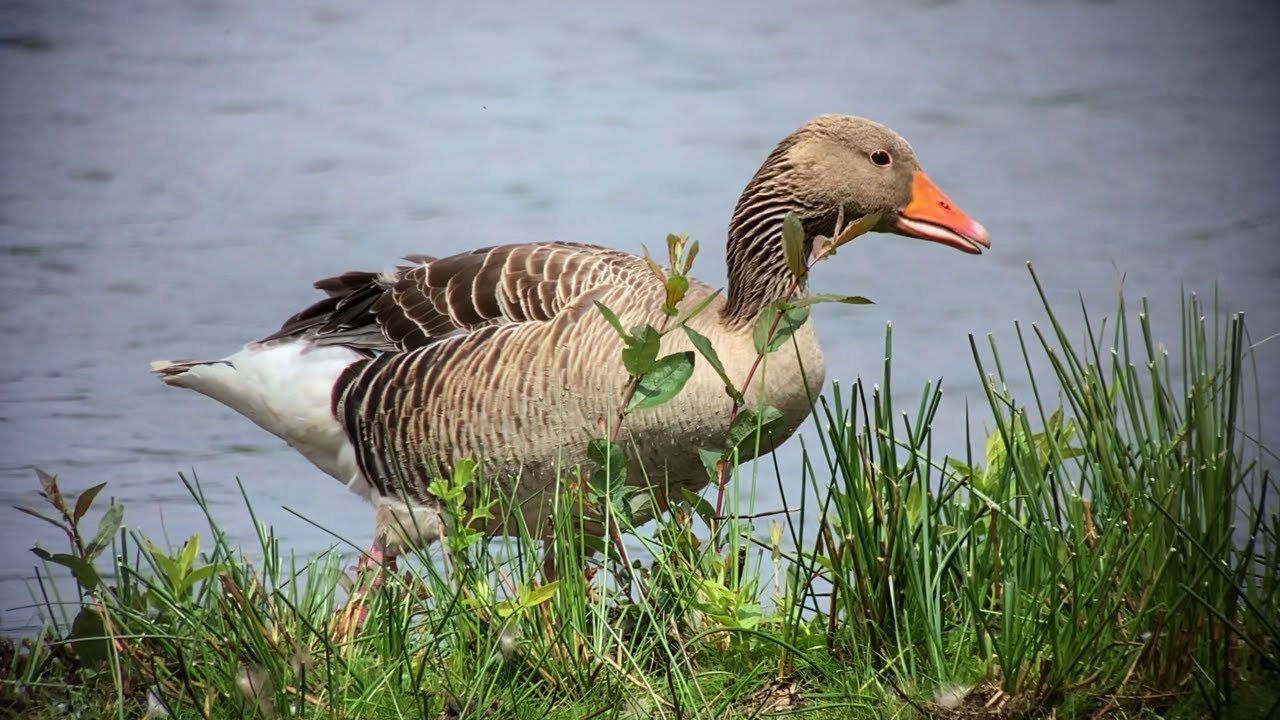 Grauwe Gans