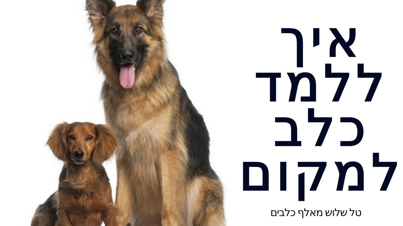איך ללמד כלב למקום ? | גדר גורים | כלוב לכלב | אילוף כלבים | אילוף גורים | טל שלוש מאלף כלבים בכיר