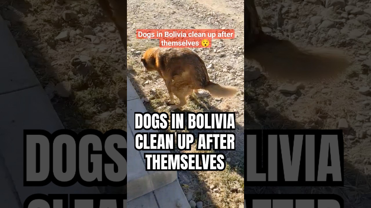 dogs that clean up after themselves #dogs #poop #cleaningtips