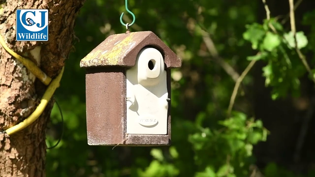 WoodStone® Seville 32mm Nest Box (Brown)