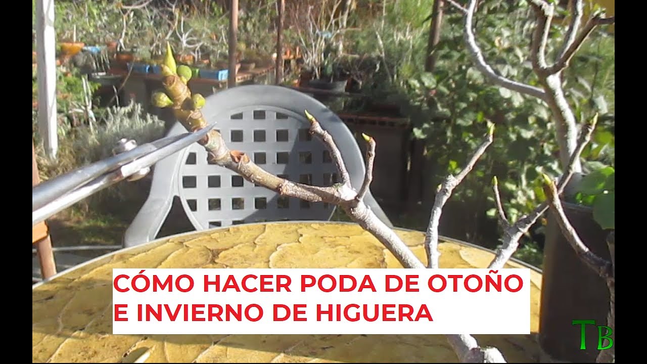 CÓMO HACER PODA DE OTOÑO E INVIERNO DE HIGUERA (FICUS CARICA)