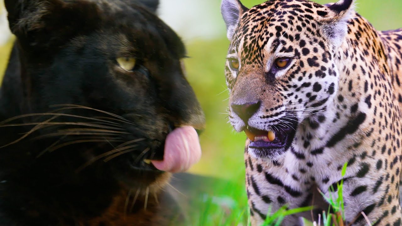 LEOPARDS v JAGUARS | The Lion Whisperer