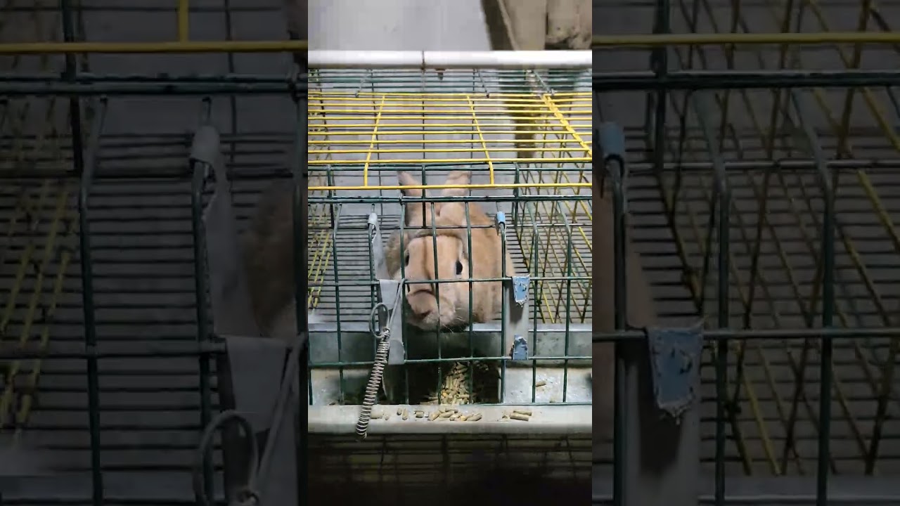 أتمنى الاحترام المتبادل لآرائنا عن الأرانب 