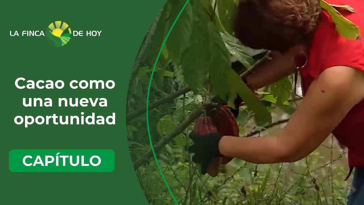 Famila desplazada encontró en el cacao otra oportunidad - La Finca de Hoy