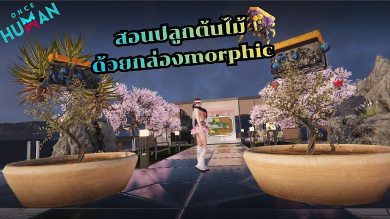 แนะนำวิธีปลูกต้นไม้หัวกล่องMorphic