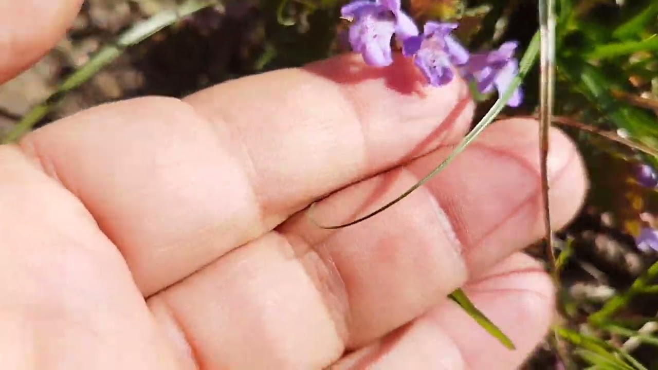 Quelques plantes comestibles en mars