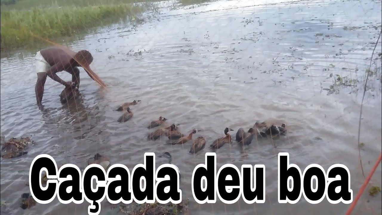 caçada de marreco