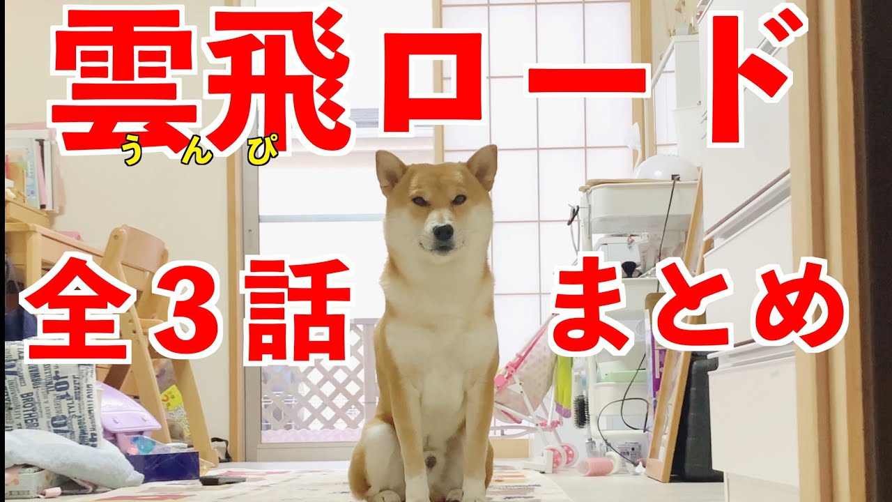 【一気見】犬のトイレ問題に関して柴犬こむぎが見解を述べます【あるじのステップ】