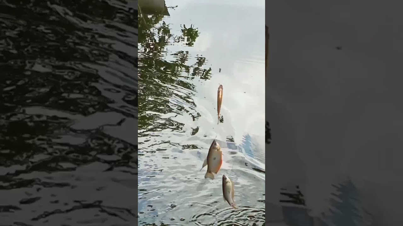 mancing ikan sepat  sekali lempar dapat 3 mantap joss..