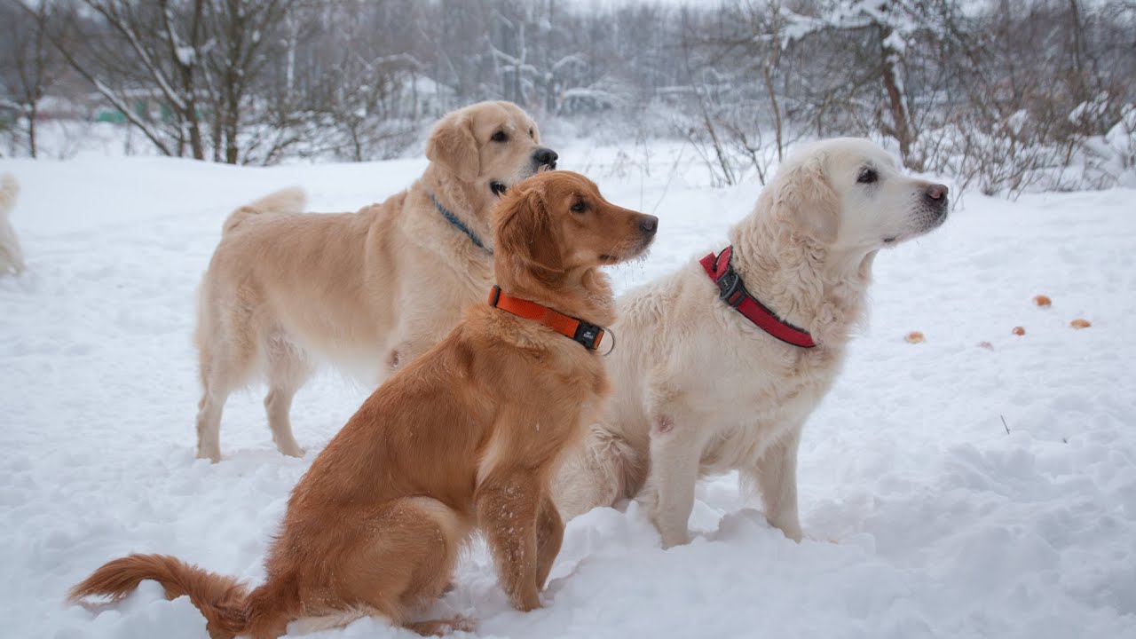 Голденвстреча 10.01.2026. Golden retriever (голден ретривер)