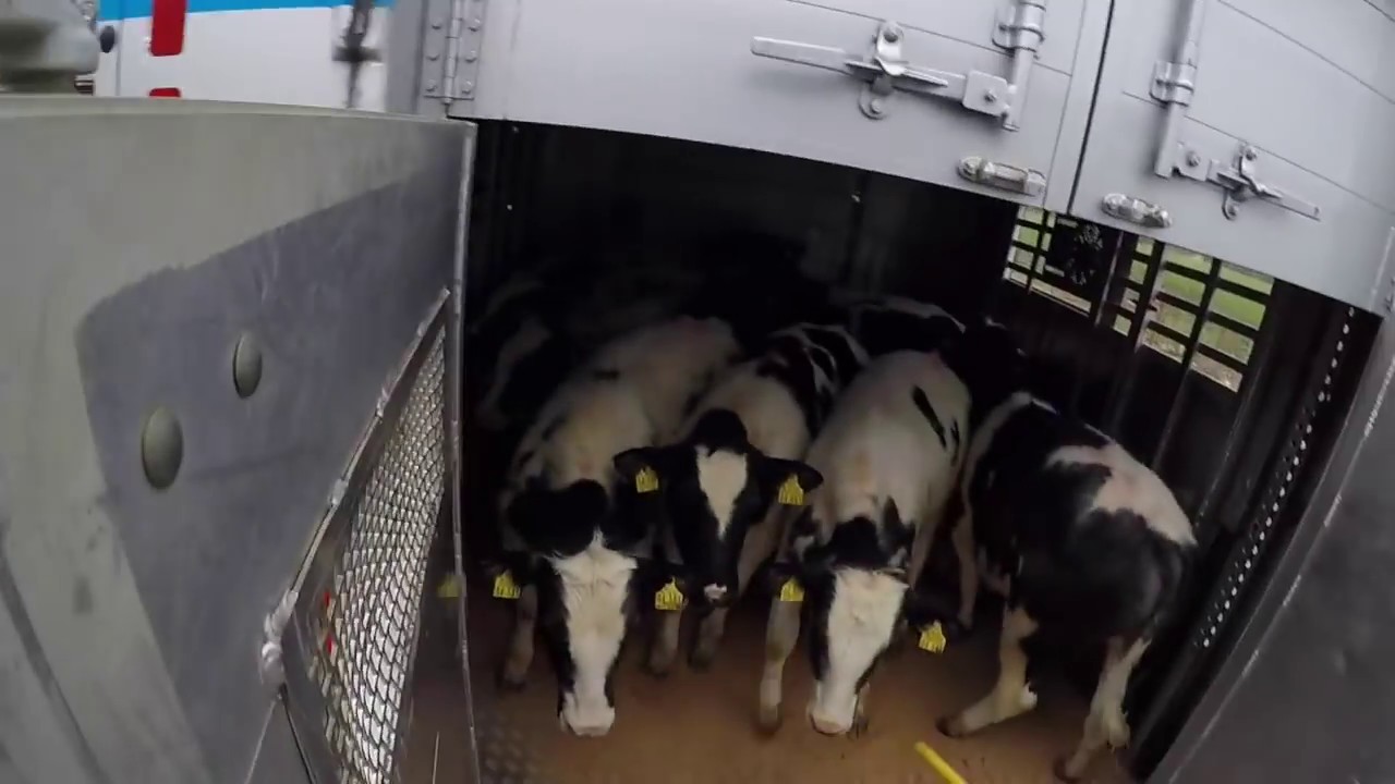 Încărcare vitei🐄🐄 Kälber ladung