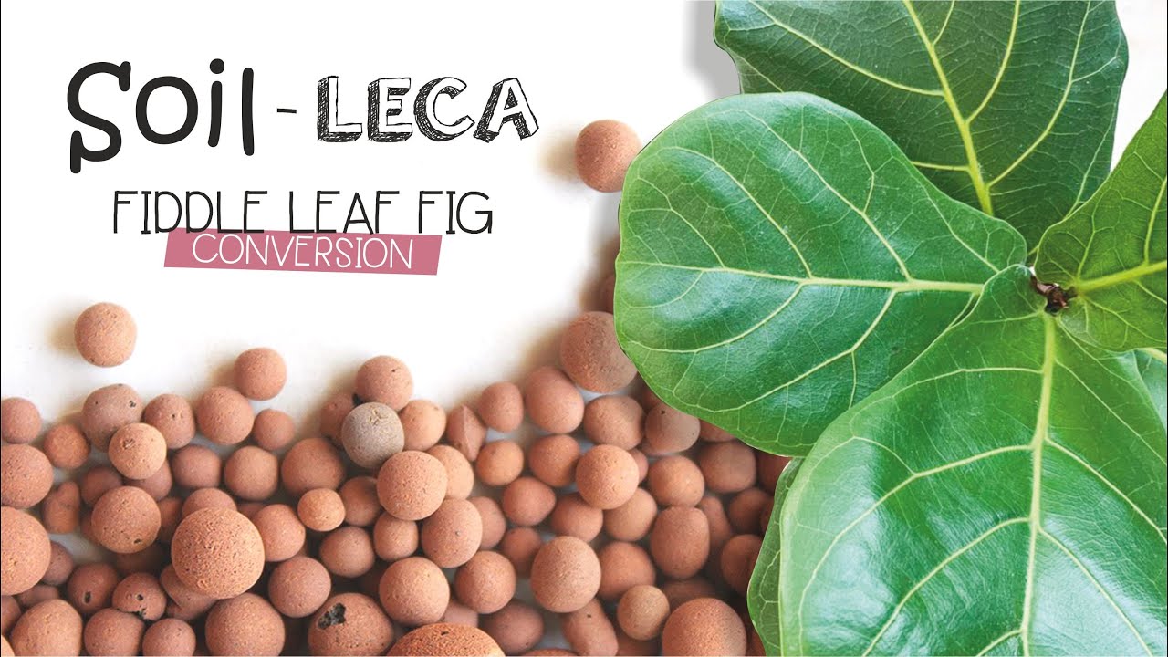 Converting to Leca - Semi Hydro | Fiddle Leaf Fig